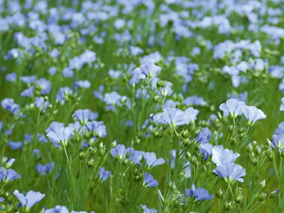 Продам Льон