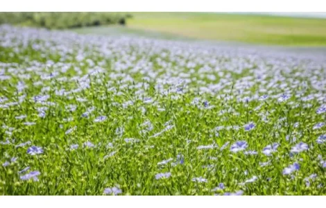 Продам льон