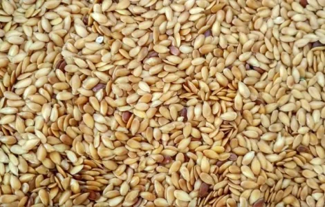 Продам льон Золотистий