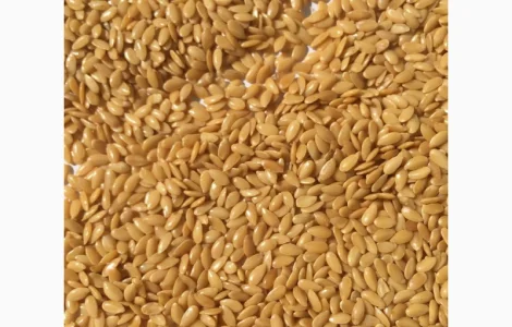 Куплю льон золотий на експорт