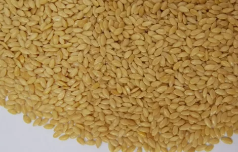 Куплю лен золотистый и коричневый