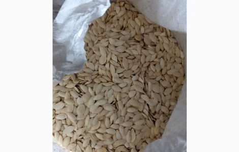 Куплю тыквенную семечку от 100кг