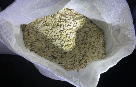 Продам мелкую тыквенную семечку на масло