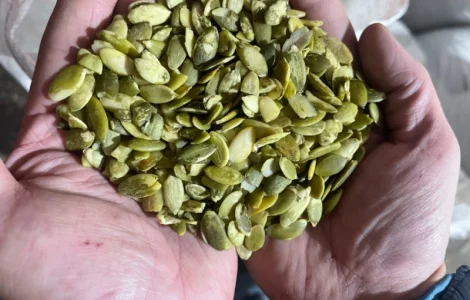 Продам бой чищенной семочки сорт украинка на масло