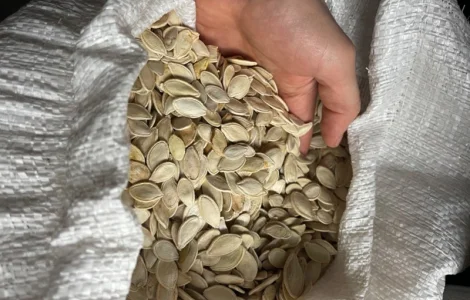 Продам отход от семочки (украинка)