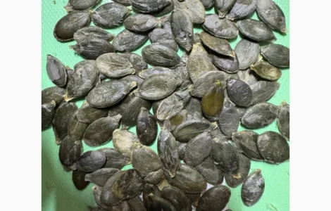 Куплю насіння гарбуза голонасінне