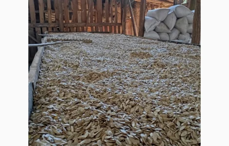 Куплю гарбузове насіння