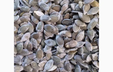 Куплю гарбузове насіння