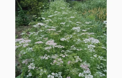 Семена кориандра- Шико