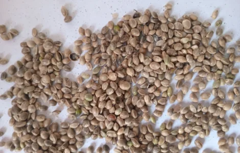 Продам технічне насіння коноплі