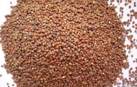 Олійна редька