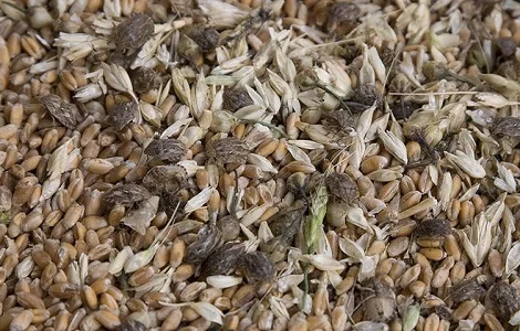 Зерноотходы, некондиция, битое зерно, зерносмеси. Закупаем дорого