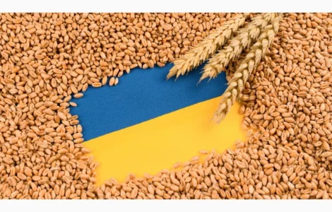 Скуповуємо Соняшник, Сою, Кукурудзу, Рапс ДОРОГО