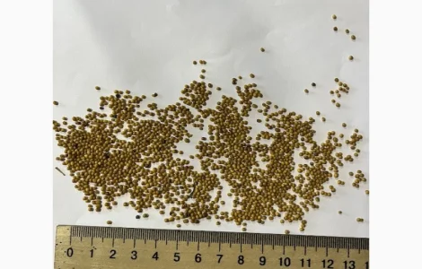 Продам гірчицю жовту сорт "Мішутка"