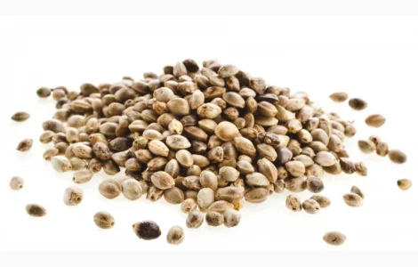 Закуповуєм насіння коноплі технічної/ Скупаем семена конопли технической