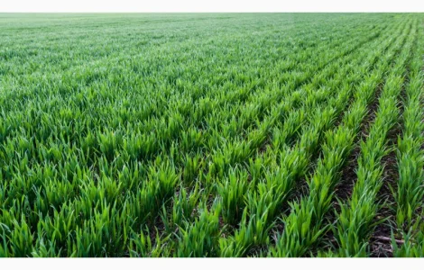 Суміш сидератів весняна