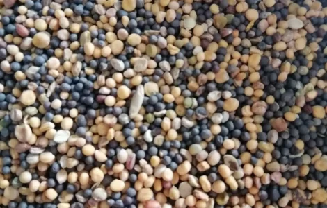 Продаємо сидерат гірчиця жовта+ріпак