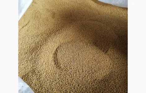 Продаємо сидерат гірчиці білої 20 тонн