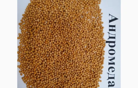 Продаємо насіння гірчиці білої Андромеда