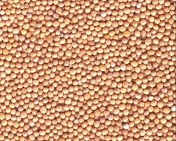 Семена горчицы желтой ТАВРИЧАНКА элита 1 репрод