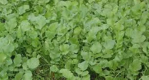 Горчица на сидерат