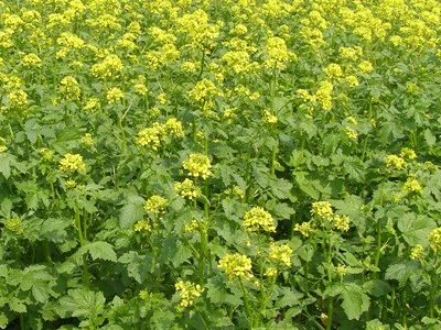 Семена горчица белая