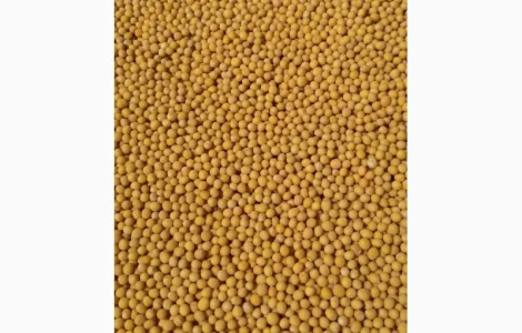 Продам семена горчицы белой