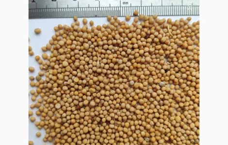 Продам горчицу белую