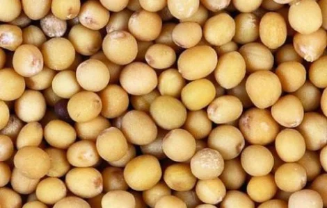 Продам горчицу белую и другие семена