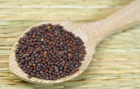 Продам горчицу