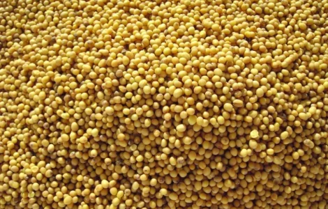 Куплю горчицу