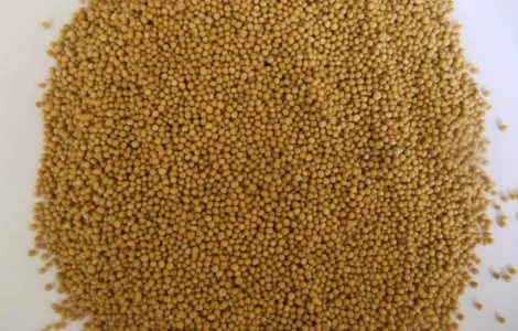 Куплю горчицу