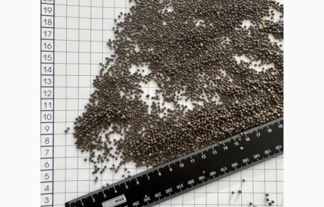 Продаємо чорну гірчицю