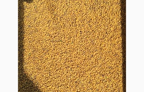 Горчицу Купим Белую