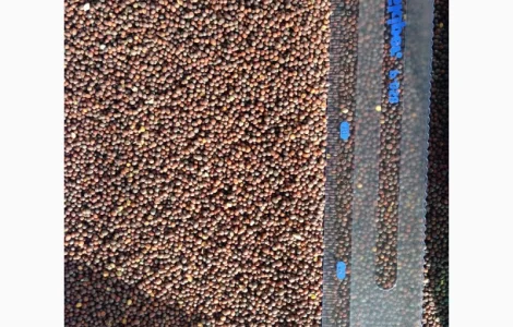 Закупаем горчицу черную белую желтую