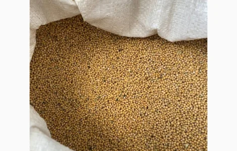 Продам Гірчицю Білу