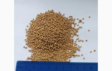 Горчица белая, продажа на экспорт