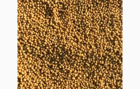 Продам cемена насіння желтой горчицы