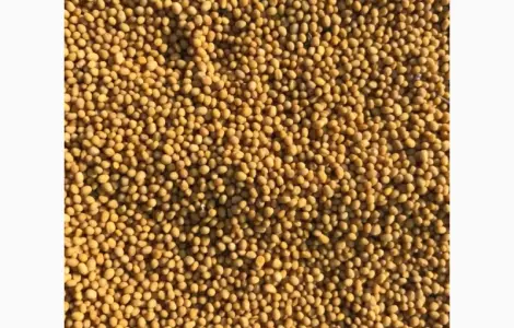 Пропонуються семена жовтої ярої гірчиці сорту Мрія