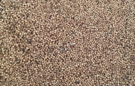 Продам гірчицю жовту