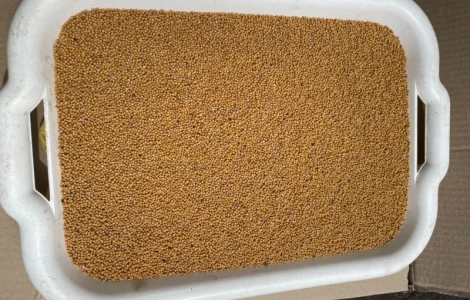 Гірчиця біла