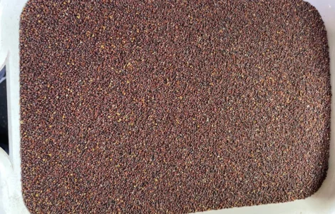 Гірчиця чорна