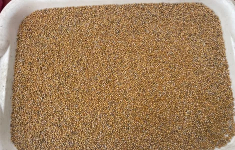 Гірчиця біла