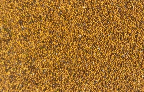 Гірчиця жовта