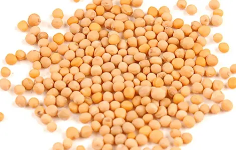 Насіння гірчиці біла – продаж оптом