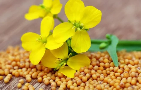 Продам семена Горчицы