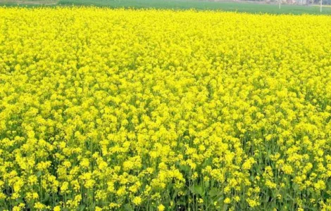 Продам насіння гірчиці