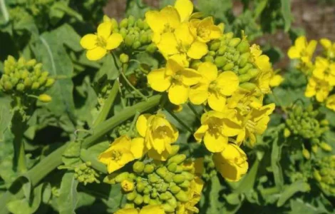 Куплю гірчицю білу