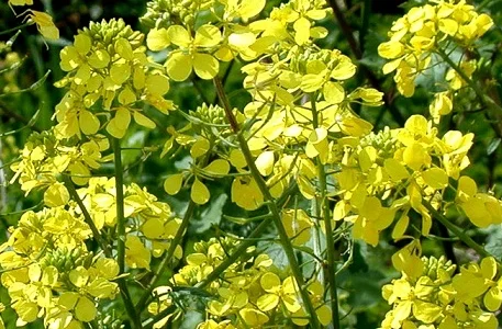 Куплю білу гірчицю