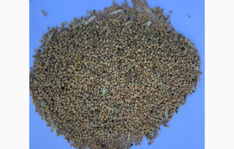 Гірчиця мікс (сидерат)